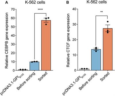 A Gene Transfer-Positive Cell Sorting System Utilizing Membrane-Anchoring Affinity Tag